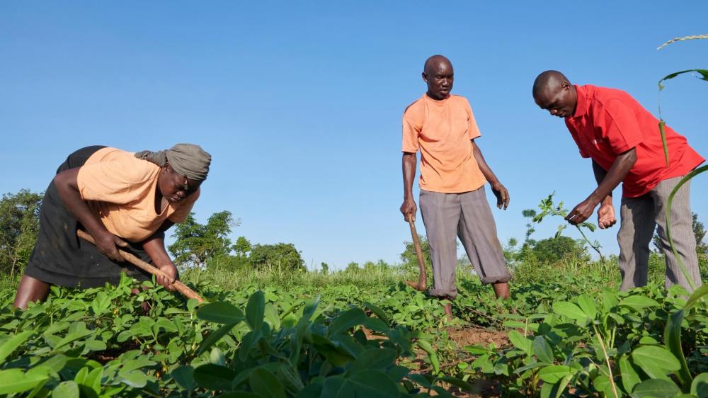 In Uganda fördert Caritas Schweiz die landwirtschaftliche Produktion von Kleinbauernfamilien